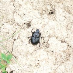 Photo d'un scarabée (Scarabeus sacer)