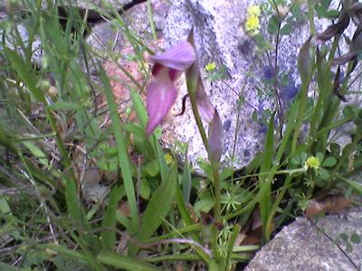 Serapias lingua observat a la Massana