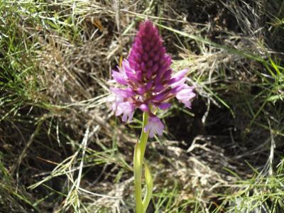 Anacamptis pyramidalis observada a Perellós