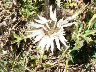 Foto d'una cardiguera (Carlina acaulis)