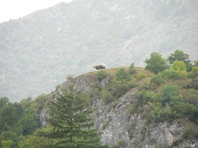 Pseudo dolmen perché sur un rocher (Photo)