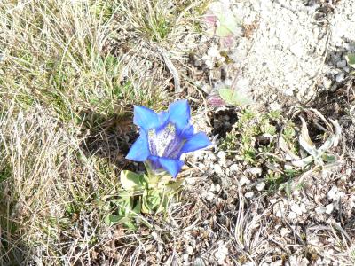 Photo d'une gentiane acaule (Gentiana acaulis)