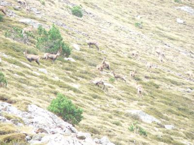 Photo d'isards surpris par des randonneurs