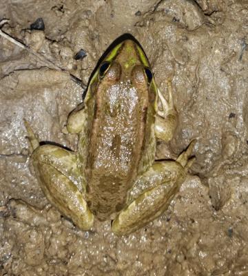 Grenouille verte (espèce distincte de celles mentionnées dans le corps de texte)