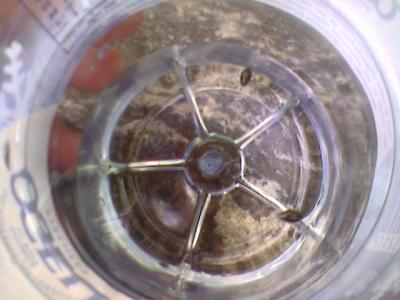 Gyrins observés à la Massana