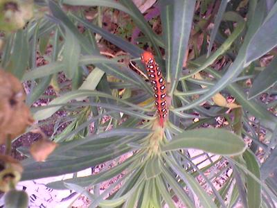 Hyles euphorbiæ sur Euphorbia characias L. observé à la Massane
