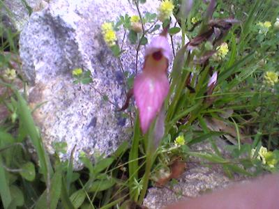 Serapias linguas L. observé à la Massane