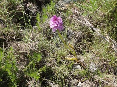 Anacamptis pyramidalis observada a Perellós
