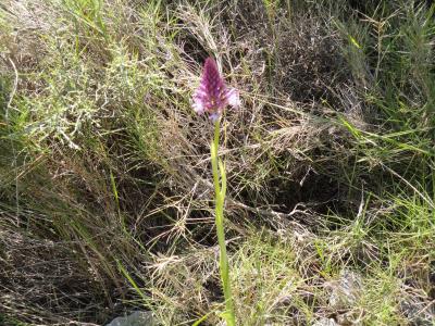 Anacamptis pyramidalis observada a Perellós