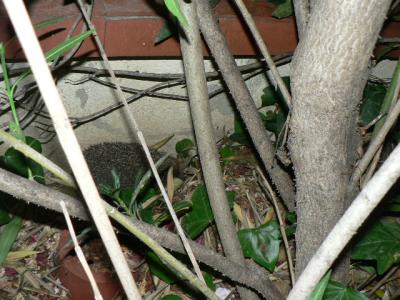 Un eriçó dins una bardissa