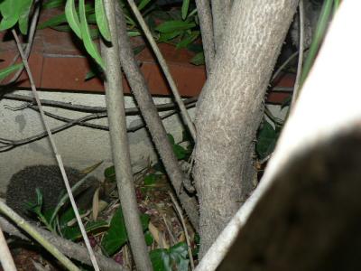 Un eriçó dins una bardissa