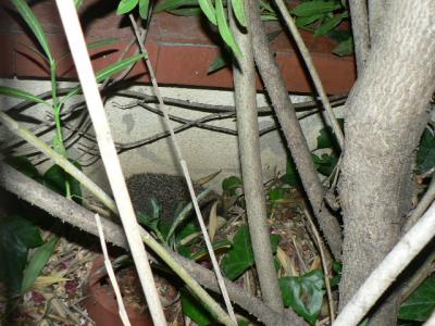 Un eriçó dins una bardissa