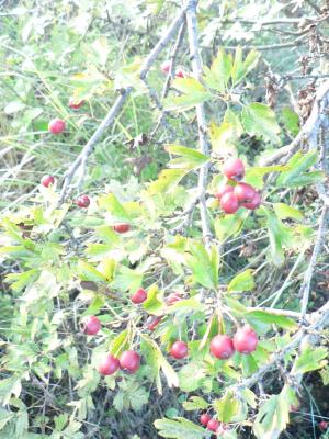 Baia de l'arç blanc