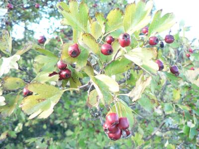 Baia de l'arç blanc