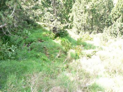 Dactylorhiza maculata dans une mouillère