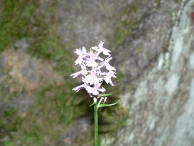 L'orchidée inconnue