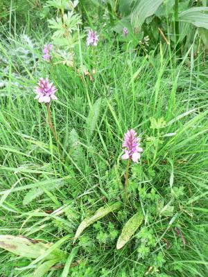 Dactylorhiza maculata dans une mouillère