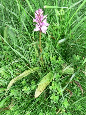 Dactylorhiza maculata dans une mouillère