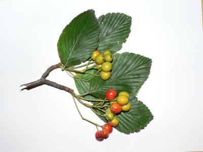 Foto d'una branca de moixera (Sorbus aria) amb fructificacions
