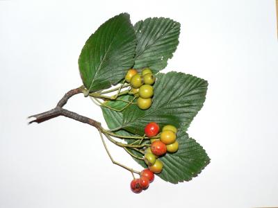 Photo d'un rameau d'alisiser (Sorbus aria) avec ses fructifications