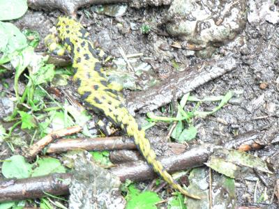Triturus marmoratus