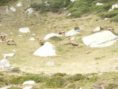 Isards (Rupricapra pyrenaica) sur le Madres