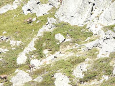 Isards (Rupricapra pyrenaica) sur le Madres
