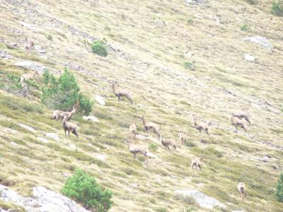 Isards (Rupricapra pyrenaica) sur le Madres