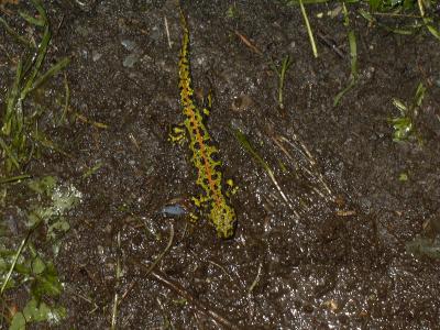 Triturus marmoratus (Foto Louis Dominique Auclair)