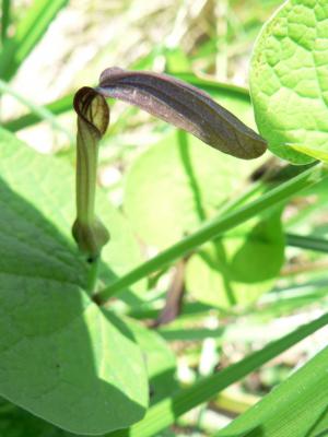 Aristolochia rotunda