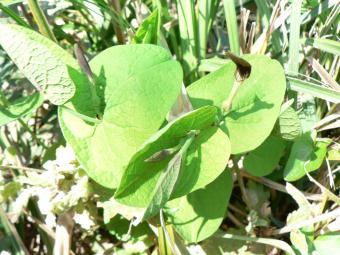 Aristolochia rotunda