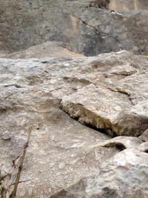 Roca del lloc d'escalada de Beuda