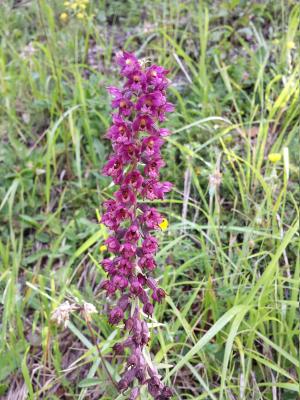 Hel·leborina vermell fosc