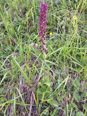 Hel·leborina vermell fosc