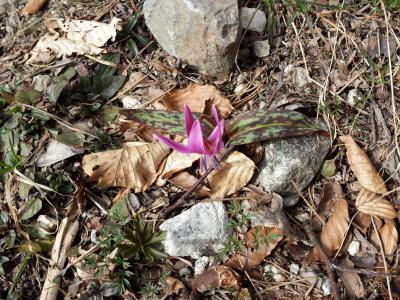 Erythronium dens-canis