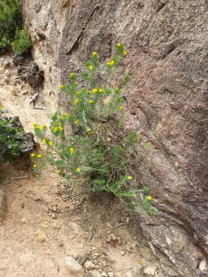 Genista linifolia