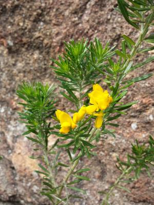Genista linifolia
