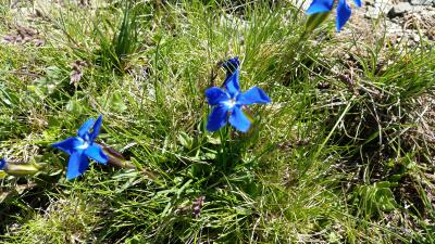 Gentiana verna