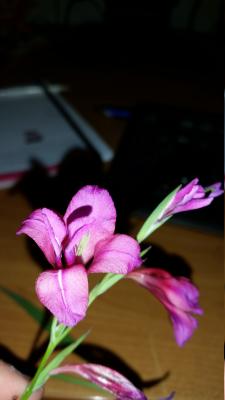 Gladiolus communis