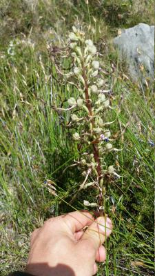 Orquídia del llangardaix