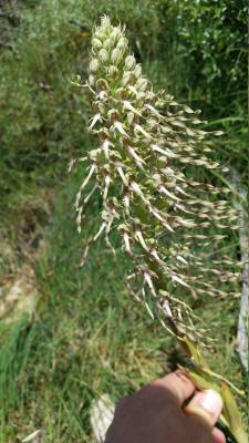 Orquídia del llangardaix