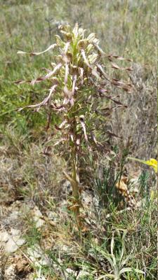 Orquídia del llangardaix