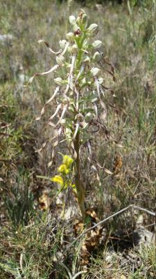 Orquídia del llangardaix