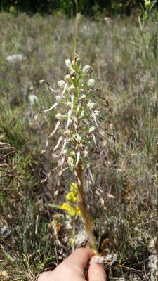 Orquídia del llangardaix