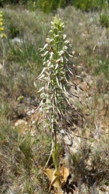 Orquídia del llangardaix