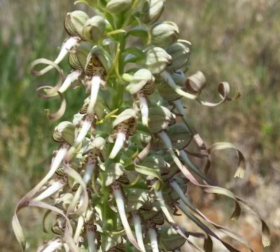 Orquídia del llangardaix