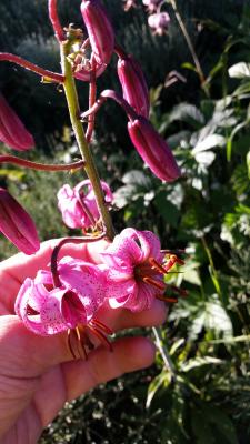 Lilium martagon
