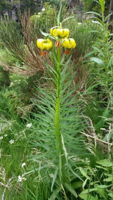 Lilium pyrenaicum