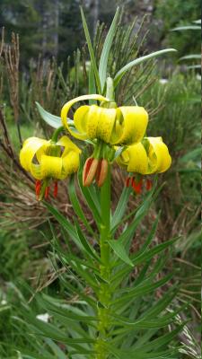 Lilium pyrenaicum