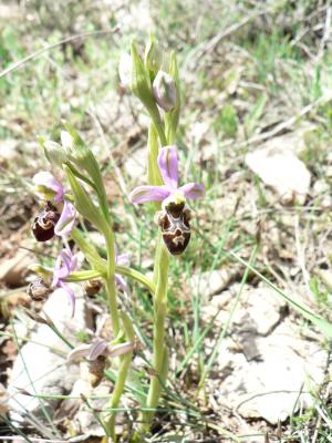 Ophrys scolopax